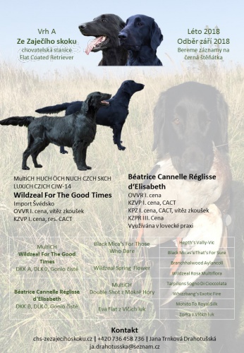 �t���tka Flat Coated Retriever s PP