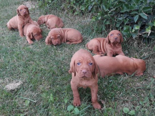 Ma�arsk� oha� - �t��ata