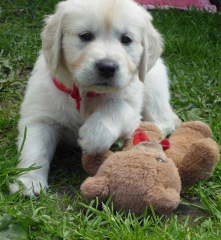 Prod�m �t���tko Zlat�ho retr�vra s PP