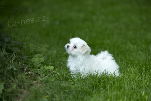 Malt�zsk� ps�k s PP