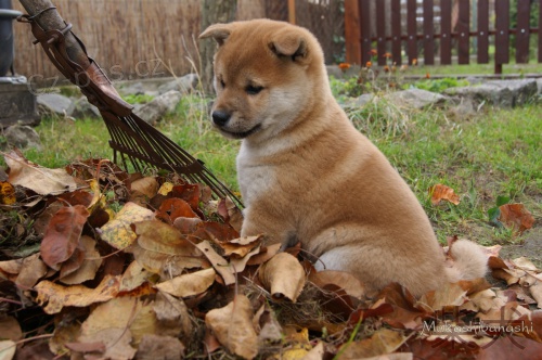 Shiba inu �t��ata