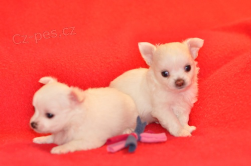 �ivava �t��ata