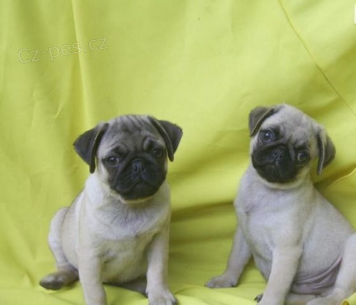 Mops �t��ata pro dobr� domov