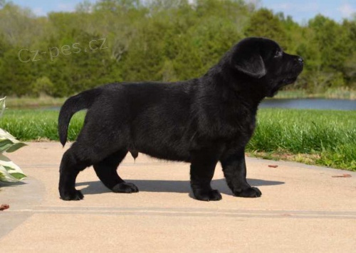 Dv� labradorsk� �t��ata