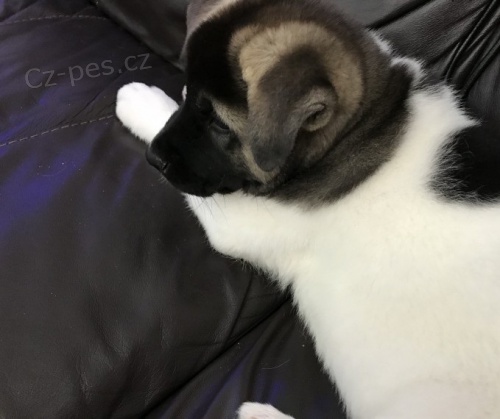 akc akita �t��ata