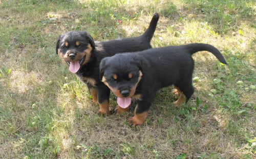 Rotvajler �t��ata s PP.