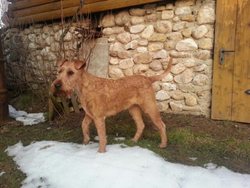 Irsk� teri�r �t��ata