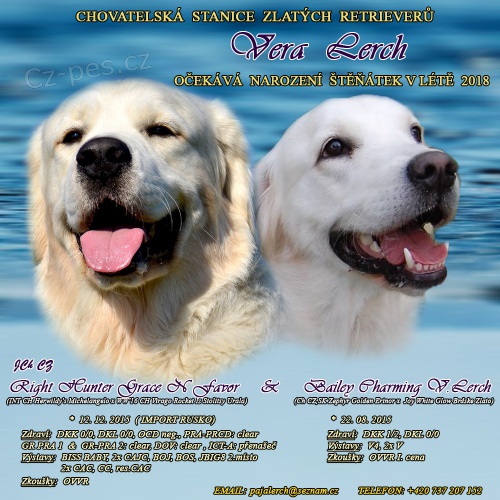 Zlat� retriever - �t�n� s PP