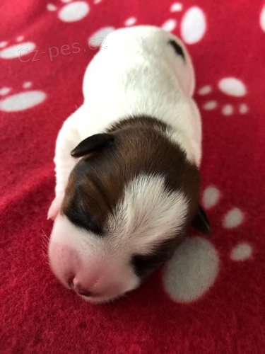 Jack Russell teri�r s PP