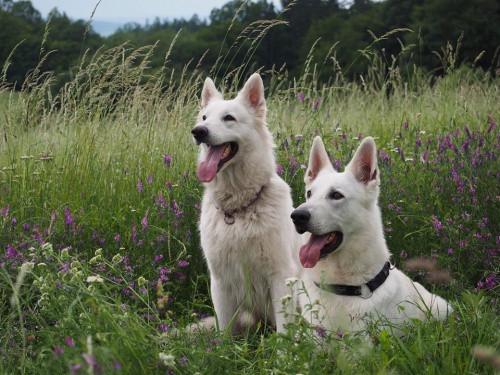 B�l� �v�carsk� ov��k