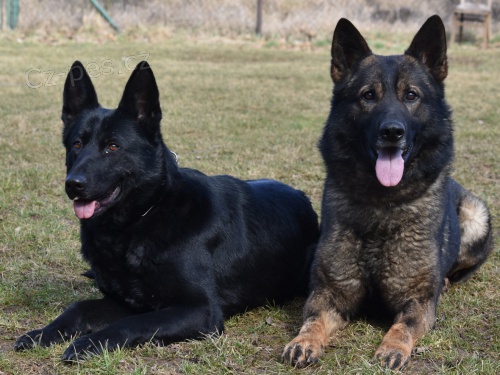 �t��ata NO �ern� a vlko�ed�