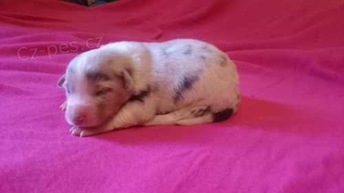 Australsk� ov��k s PP 