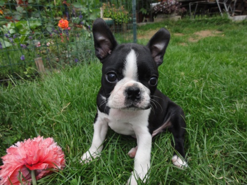 Bostonsk� teri�r