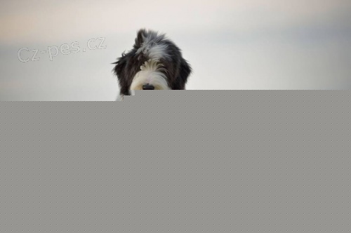 Bearded collie
