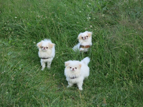 Japan chin �t���tka