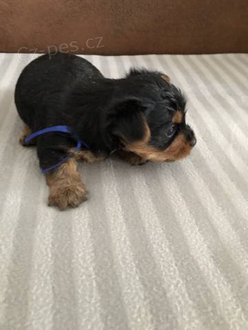 Australsk� silky terier- �t�n�- pejsek s PP