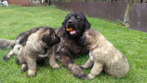 Kavkazsk� pasteveck� pes