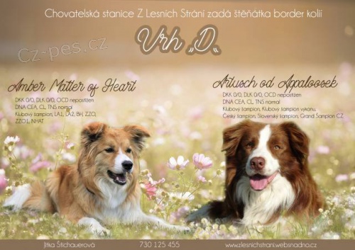 Border kolie - �t�n�