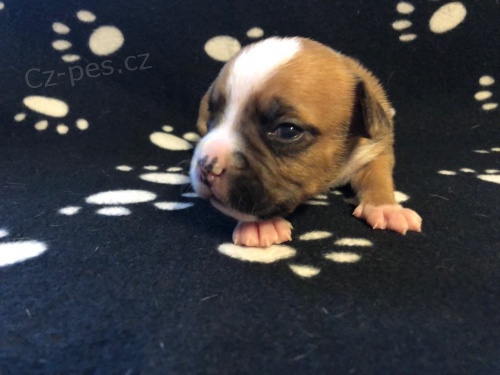 Americk� staford��rsk� teri�r s PP