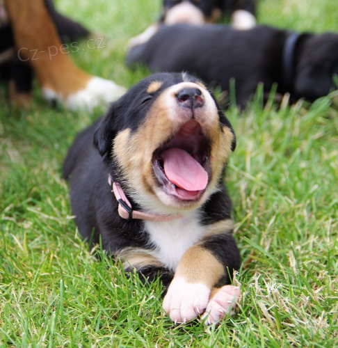 velk� �v�carsk� sala�nick� pes