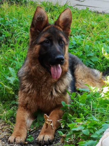 N�meck� ov��k - fenka s PP 9m�s�c� ihned k odb�ru