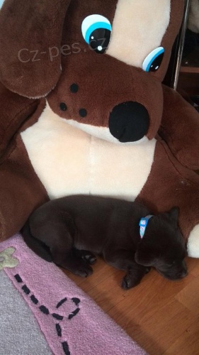 Zad�v�me �t��ata labradorsk�ho retrievera s PP