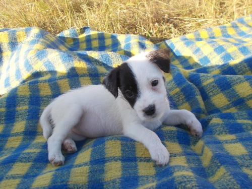 Parson russell teri�r