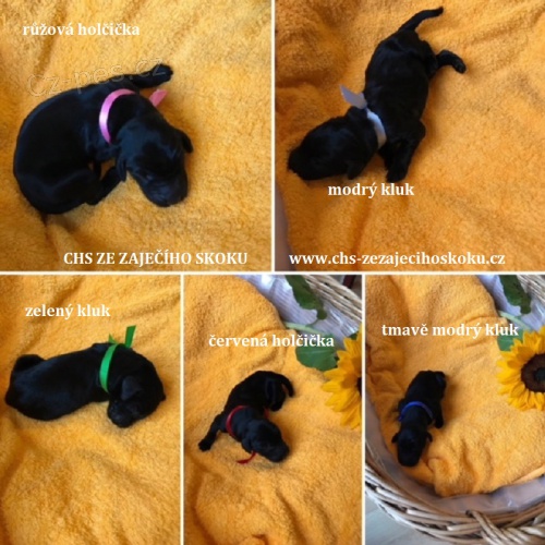 �ern� �t���tka Flat Coated Retriever s PP