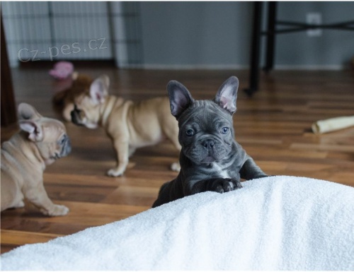 N�dhern� francouzsk� buldok �t���tka