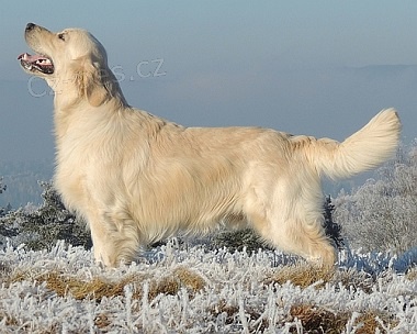 Golden retriever s PP - �t��ata /zlat� retr�vr/