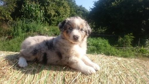 Australsk� ov��k s PP 