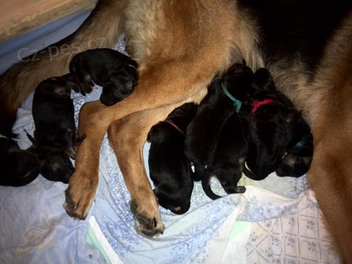 N�m. ov��k - �t�n�tka 