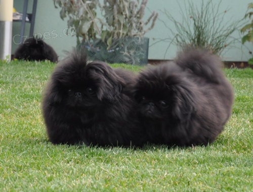 Pekingsk� pal�cov� ps�k 