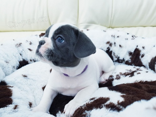 Nejlep�� francouzsk� buldok �t��ata pro v� domov.