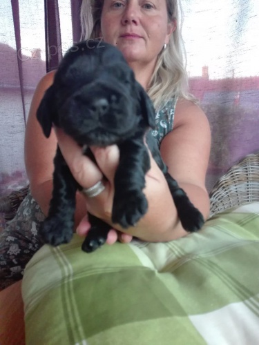 �t�n� anglick�ho kork�pan�la