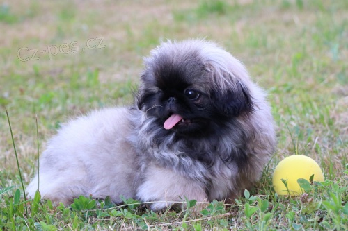 Pekingsk� pal�cov� ps�k / Pekin�z