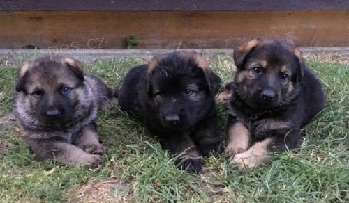 �t���tka n�meck�ho ov��ka