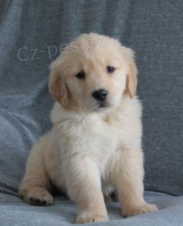 Kr�sn� zlat� retr�vr �t��ata