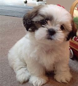 �t��ata Shih Tzu