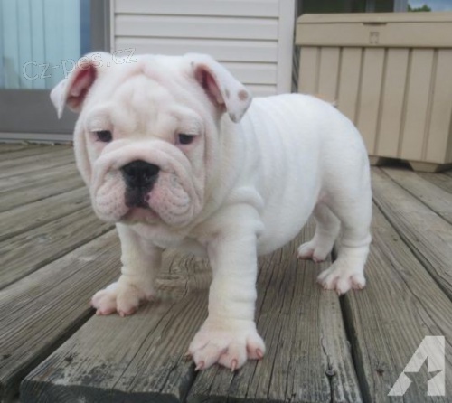 Anglick� buldok �t��ata