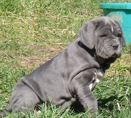 Ob�� �t��ata neapolsk�ho mastifa