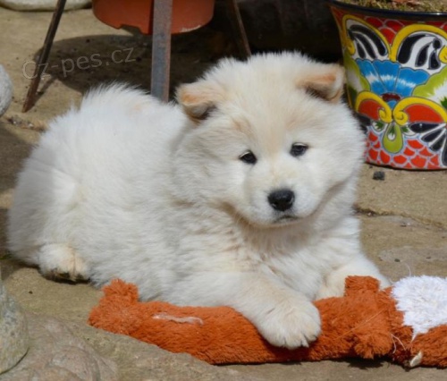 �t��ata Chow Chow