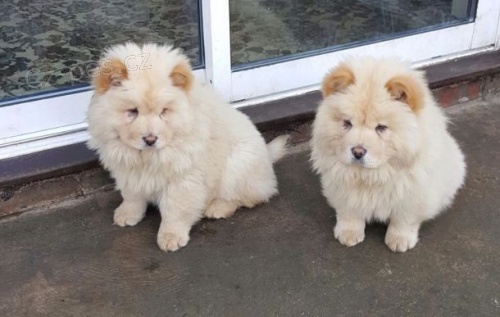 �t��ata Chow Chow