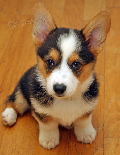Welsh Corgi (pembroke) �t��ata pro v�s