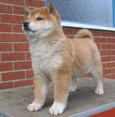 Rozko�n� �t���tka Shiba Inu