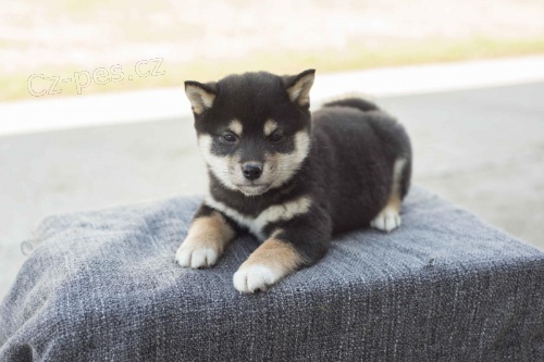 Rozko�n� �t���tka Shiba Inu