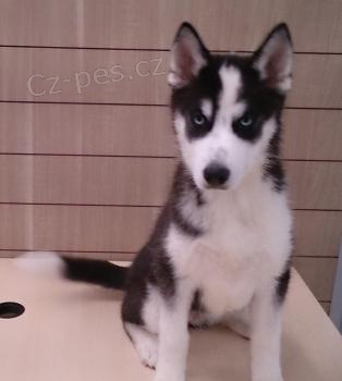 Sibi�sk� husky �t��ata