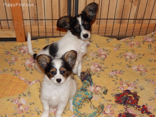 Papillon �t��ata