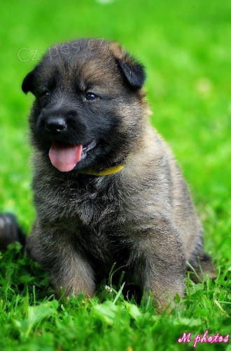 �t��ata N�meck�ho ov��ka s PP