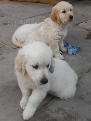 Zlat� retr�vr �t��ata